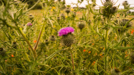 Single Purple Thistle on Green Field Background