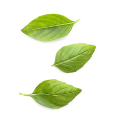 Fresh green basil leaves on white background