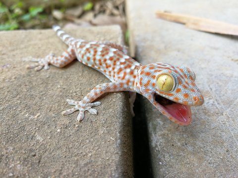 Cute baby Gecko threatening for protect itself