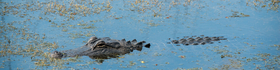 Alligator in Brazos Bend State Park, Texas
