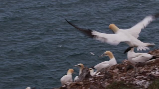 Gannets, morus, gliding, nesting besides cliff face at troup head, aberdeenshire, scotland in june.