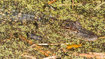 Young Alligator in Brazos Bend State Park, Texas