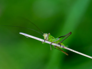 Scared, wary looking young green cricket.