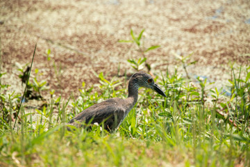 Young Heron