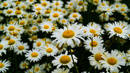 Fototapeta premium Large Daisy Flower Field, White and Yellow Floral Background