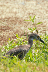 Young Heron