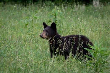 Fototapeta premium Large black bear walking through a field of tall grass