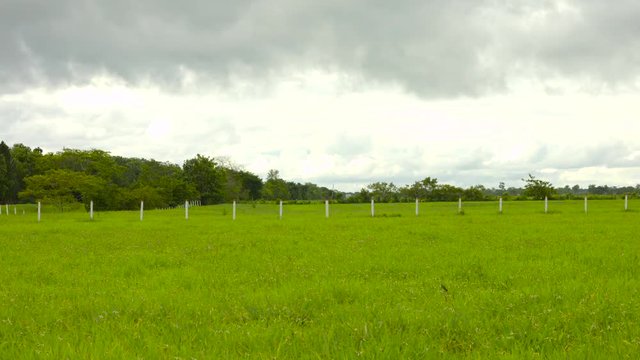 farm field fence tree grass landscape Verde Campo Vereda