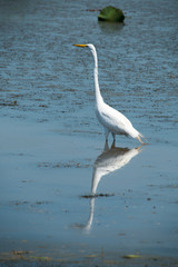 Great Egret in Brazos Bend State Park, Texas
