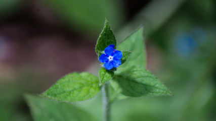 Single Blue Flower