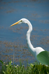 Great Egret in Brazos Bend State Park, Texas