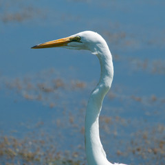 Great Egret in Brazos Bend State Park, Texas