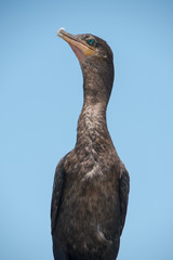 Anhinga in Brazos Bend State Park, Texas