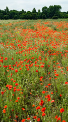 Poppy Fields, Flanders Field, Red Poppy Flowers in Bloom on Green Field