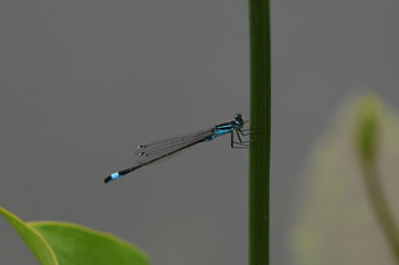 Blaue Libelle – Granatauge - am Teichrand