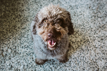 Brown Spanish Water Dog with lovely faces and big brown eyes lying on the carpet. Indoor portrait