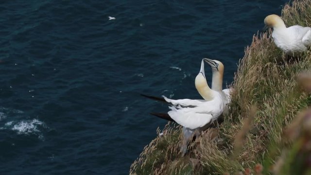 Gannets, morus, gliding, nesting besides cliff face at troup head, aberdeenshire, scotland in june.