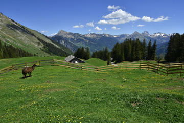 Fototapeta na wymiar Lama auf Almwiese im Bregenzerwald; Vorarlberg; Oesterreich