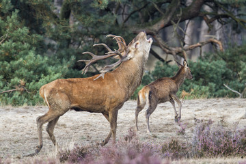 Red Deer stag in rutting season in National Park Hoge Veluwe in The Netherlands