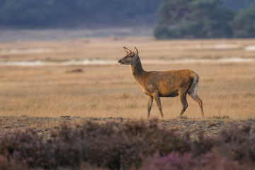 Red deer female n the heathland in National Park De Hoge Veluwe in the Netherlands