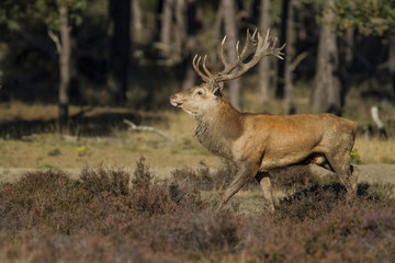 Naklejka na ściany i meble Red Deer stag in rutting season in National Park Hoge Veluwe in The Netherlands
