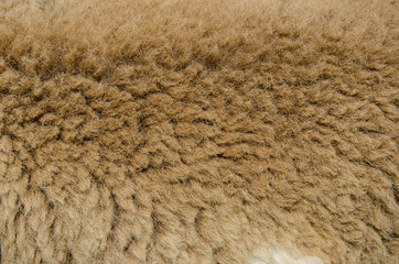 closeup sheep wool in the farm
