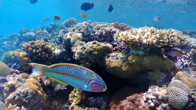 Wonderful and beautiful underwater world with corals and tropical fish