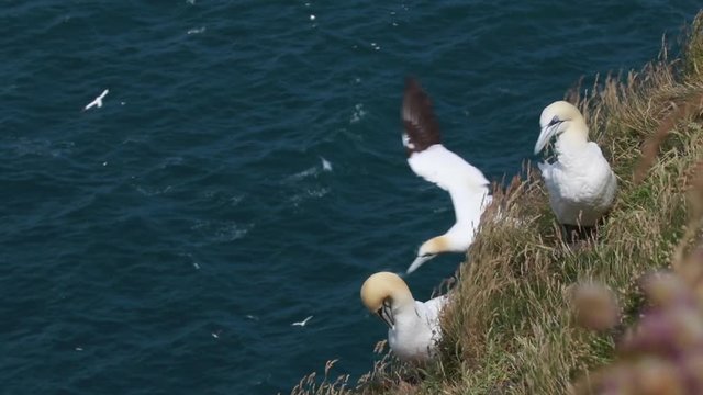 Gannets, morus, gliding, nesting besides cliff face at troup head, aberdeenshire, scotland in june.
