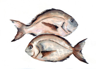 Two fish