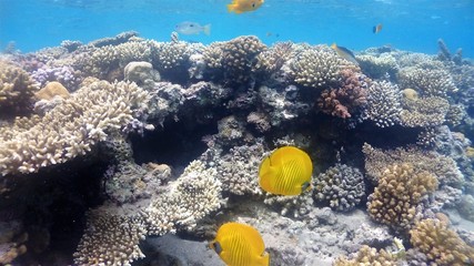 Fototapeta na wymiar Wonderful and beautiful underwater world with corals and tropical fish