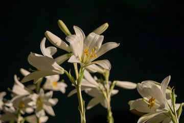 White lilies in the evening photographed