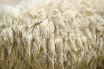 closeup sheep wool in the farm