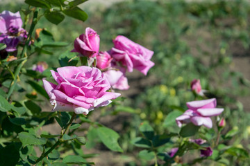 Light pink rose in summer