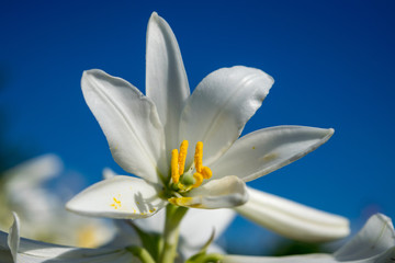 Fototapeta premium White lily against the blue sky