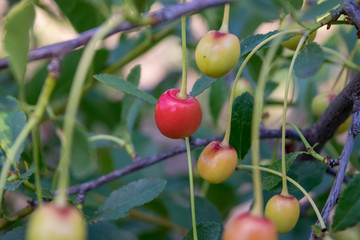 Obraz premium Ripe berries of cherry and unripe
