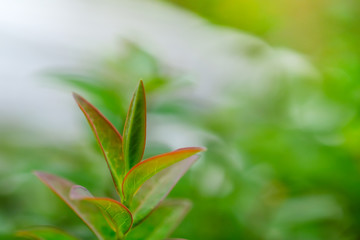 Close up of young red and green leaf with nature background under sunlight.