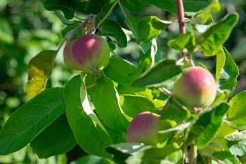 Apples in the summer garden