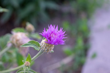 Unusual flower lilac