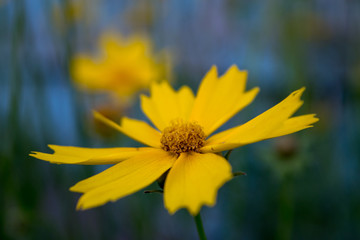 Lonely yellow flower close-up