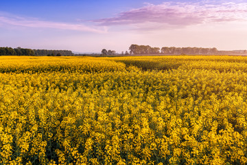 Fototapeta premium yellow field of blooming rape