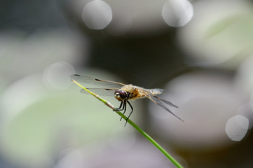 Plattbauchlibellen-Männchen am Teichrand