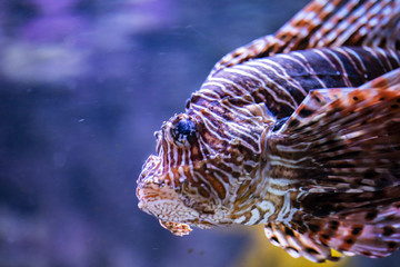 Lionfish in the water