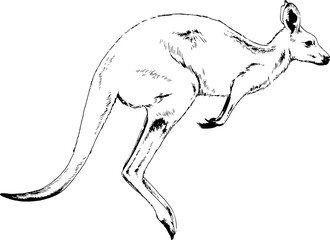 jumping kangaroo drawn in ink by hand on a white background logo