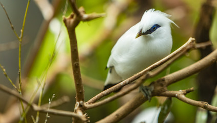 Bali myna bird