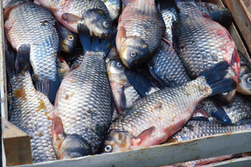 Fresh fish for the market in the basket. Catch fish for cooking. River carp fish have a lot of top view. Close head and scales. Seafood background.