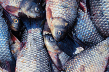 Fresh fish for the market. Close head and scales. River carp fish have a lot of top view. Seafood background. Catch fish for cooking