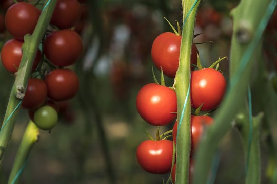 Tomatoes growing on the vine