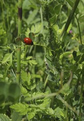 Fototapeta premium OLYMPUS DIGITAL CAMERA