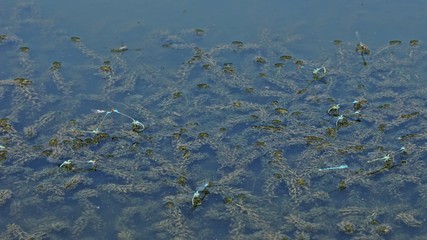 Viele Kleine Granataugen (Erythromma viridulum) im Tandem bei der Eiablage an Wasserpest   © Schmutzler-Schaub