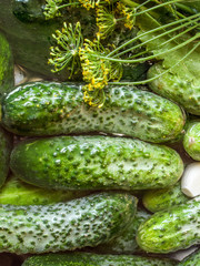 preservation of salted or pickled cucumbers 
